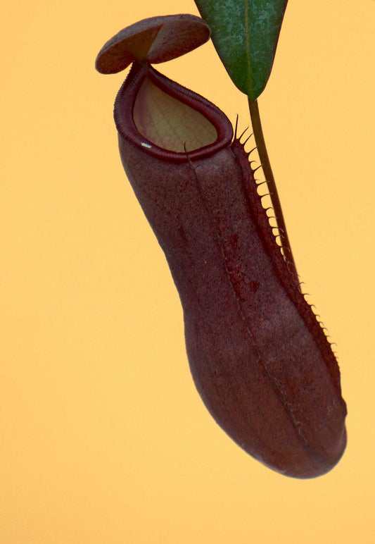 kannranka köttätande växt