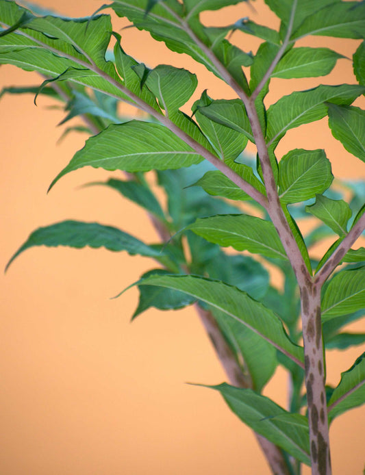Amorphophallus konjac 'Konjakknölkalla'