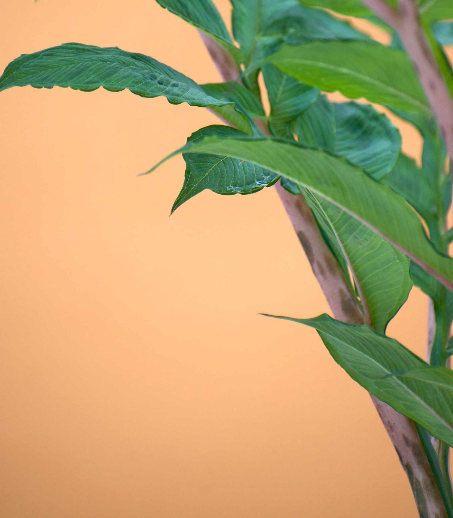 Amorphophallus konjac 'Konjakknölkalla'