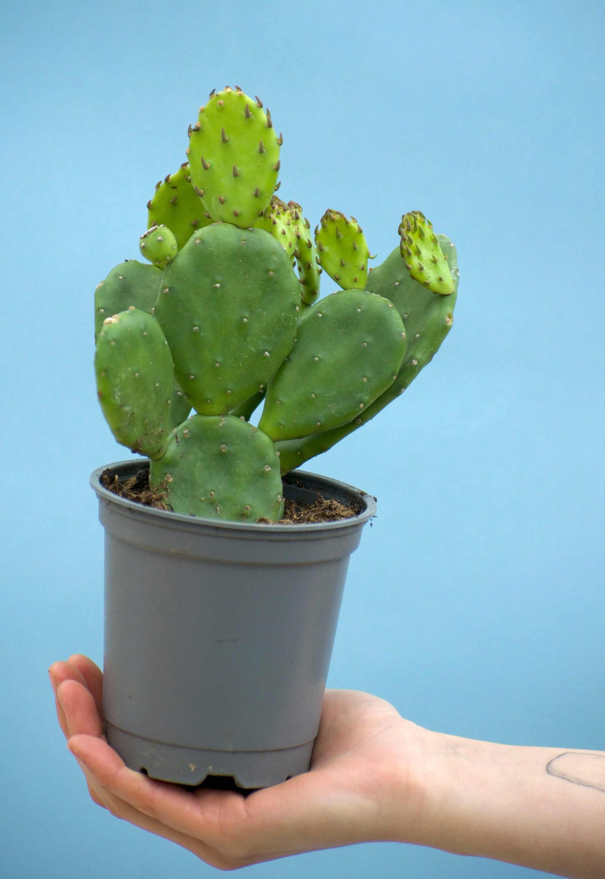 Cryptopuntia 'Opuntia humifusa' (Kälteresistenter Feigenkaktus)