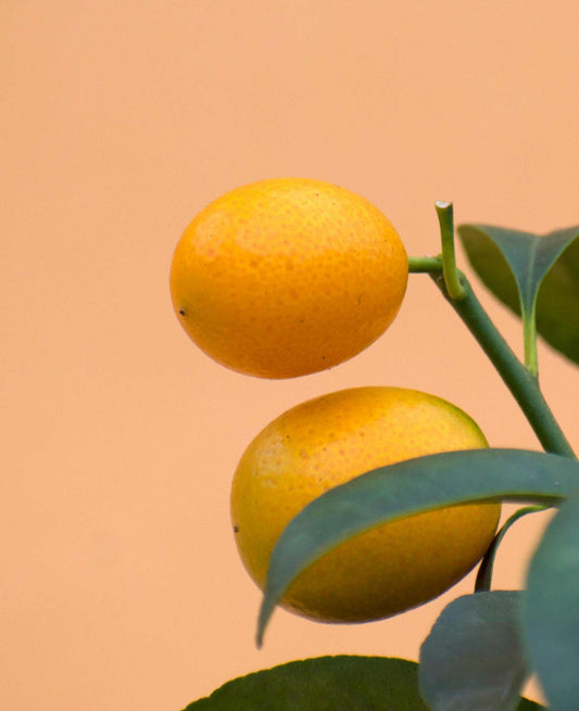 Kumquat (citrus japonica)