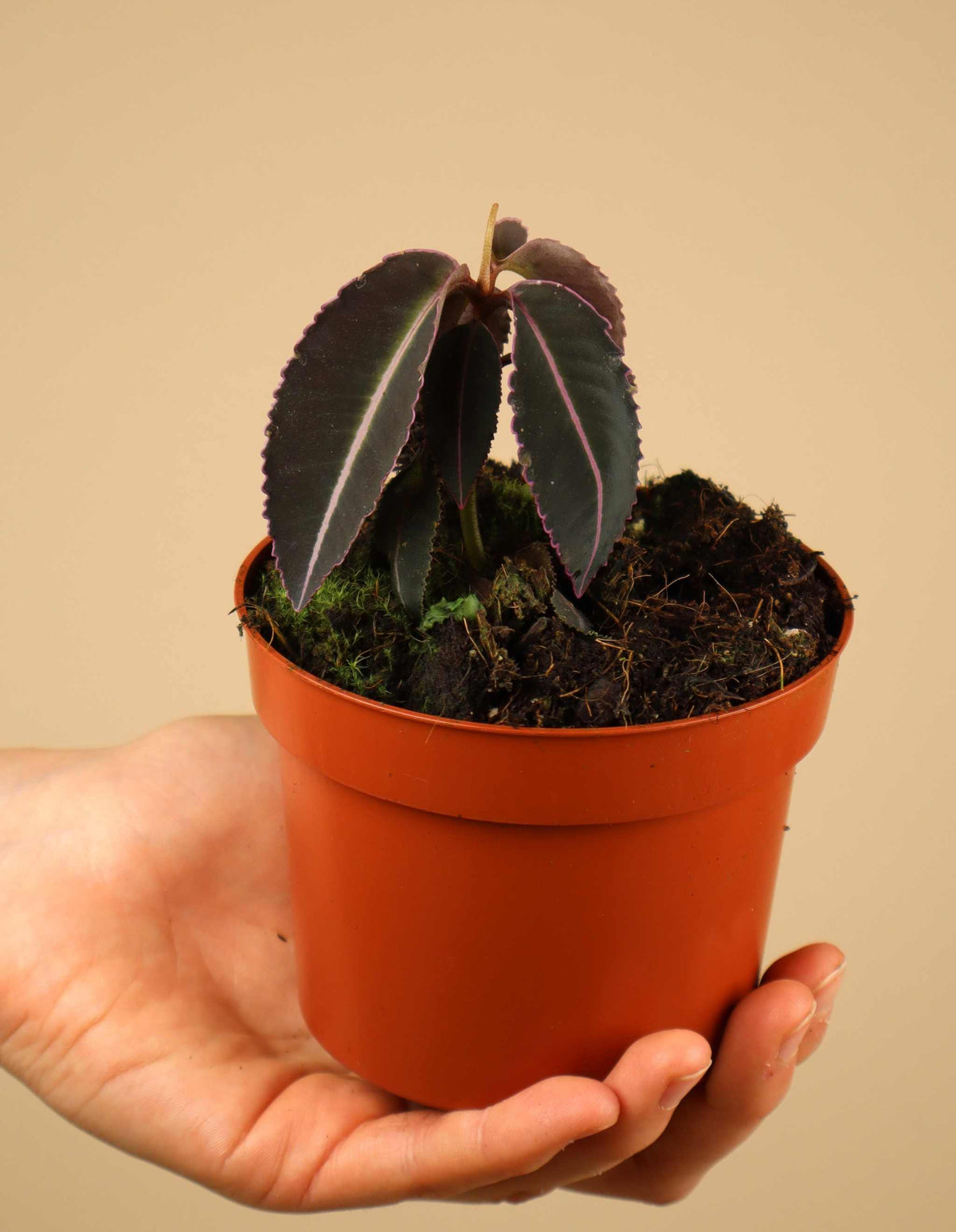 Labisia pumila
