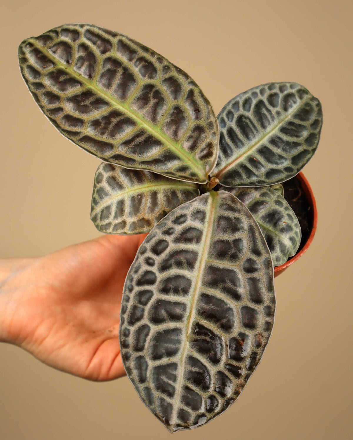 Labisia obtusifolia 'Turtleback'