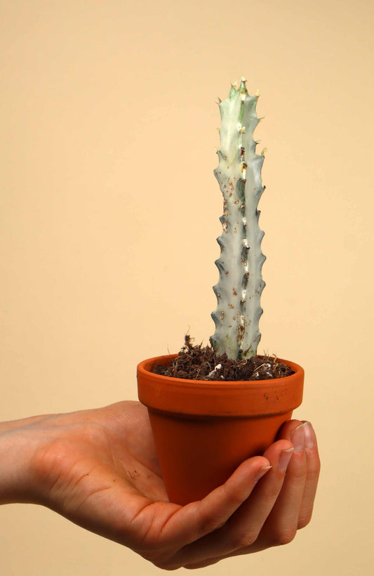 Euphorbia lactea 'white ghost'