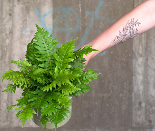Blechnum Gibbum, Baumfarn