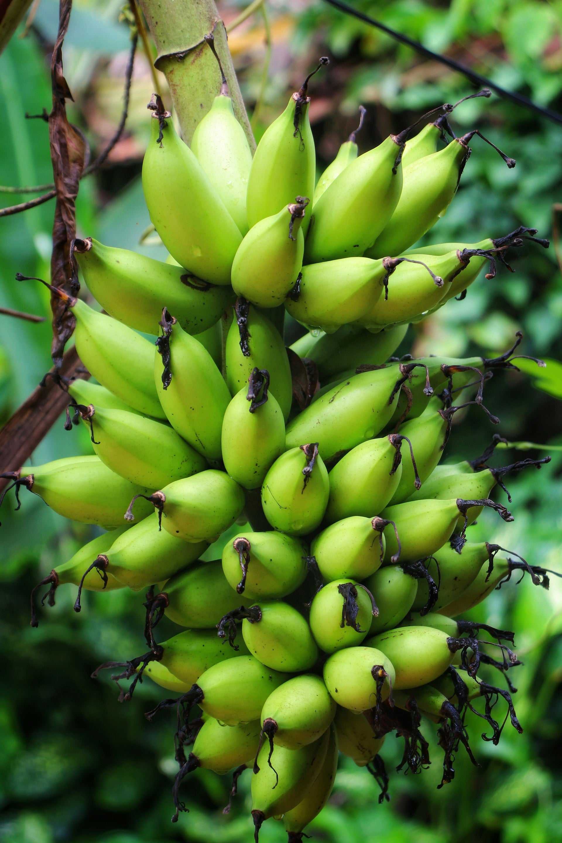 Bananenpflanze 'Lady Finger/Zuckerbanane'