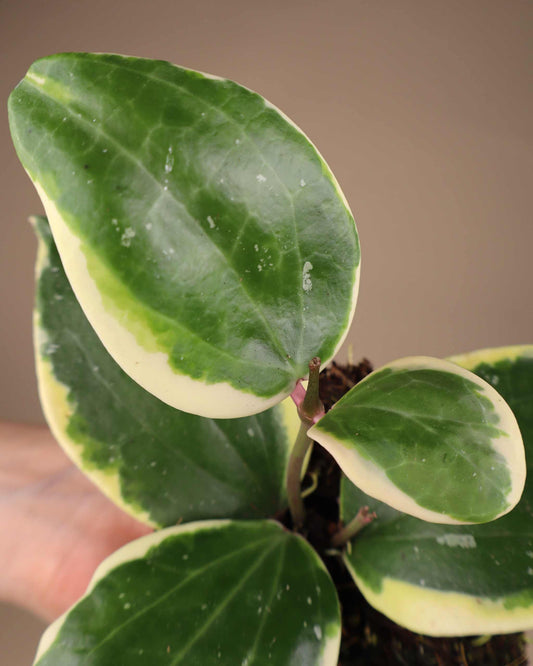 Hoya latifolia 'Albomarginata Round Leaf'