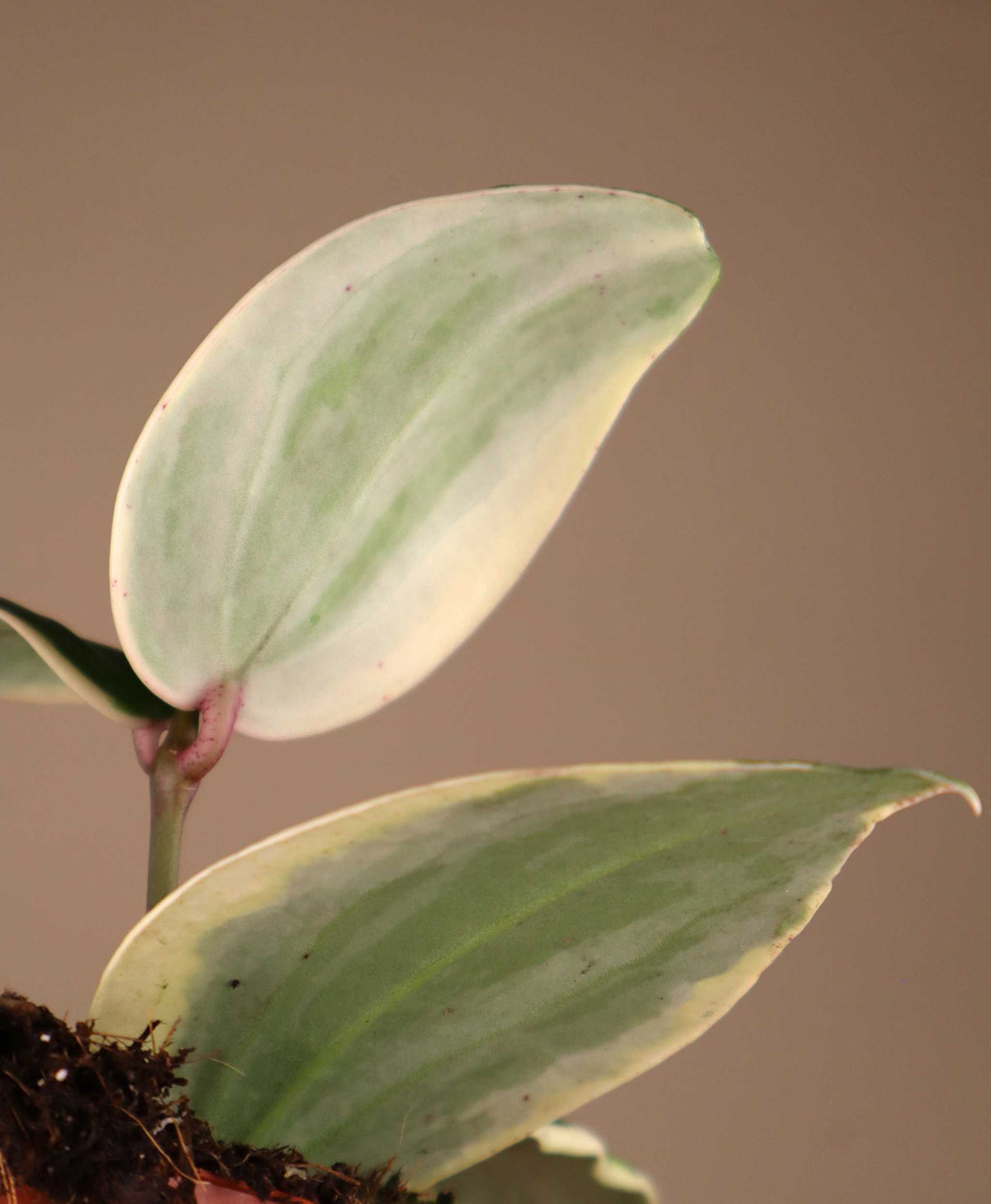 Hoya latifolia 'Albomarginata Round Leaf'