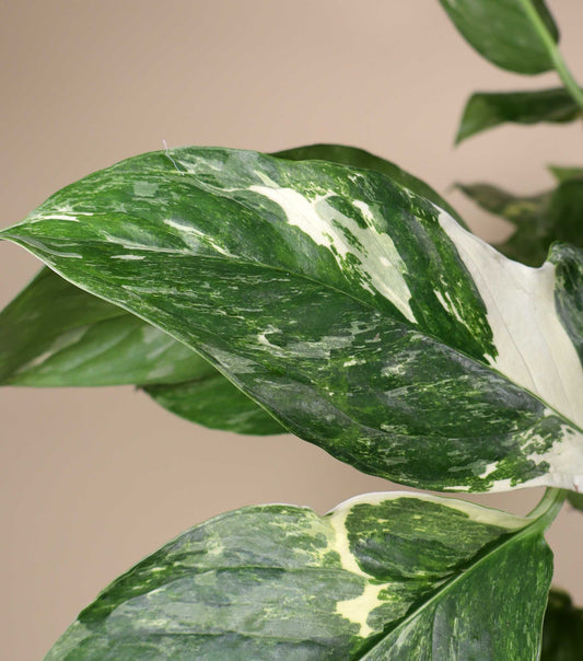 Monstera lechleriana Variegata