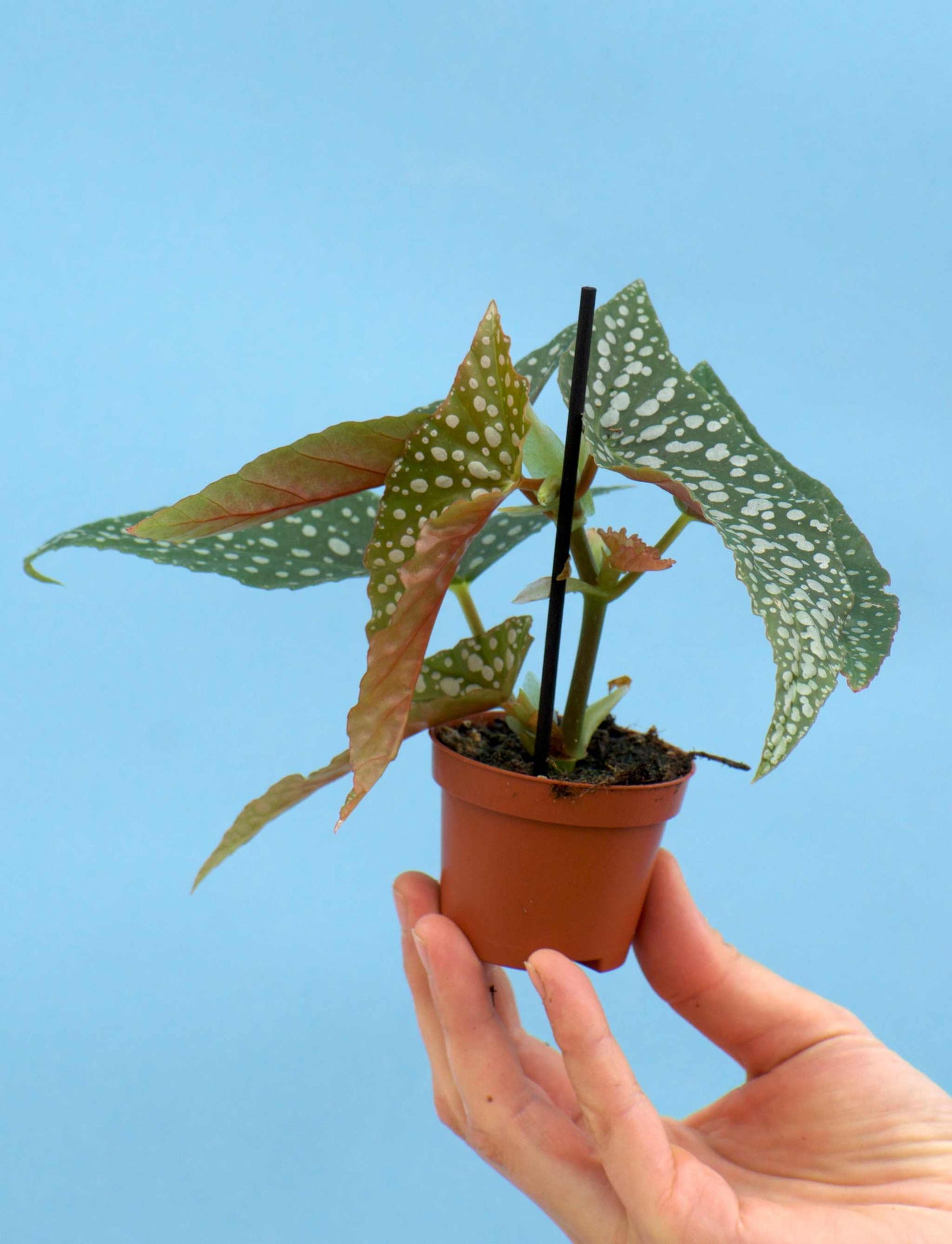 Forellbegonia 'Begonia maculata'