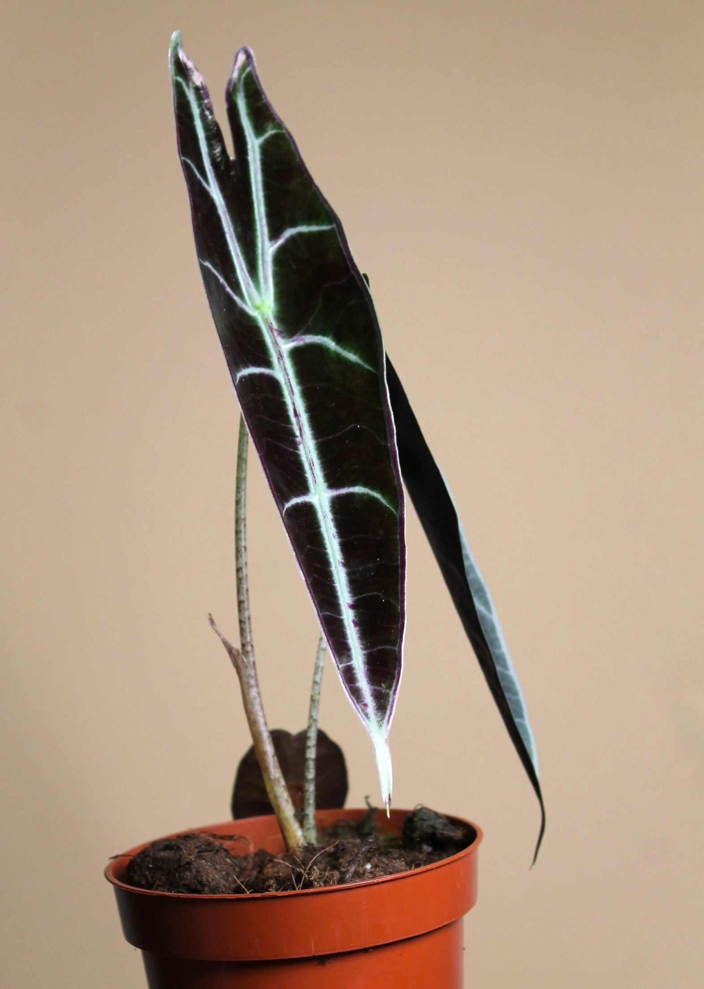 Alocasia longiloba 'purple'