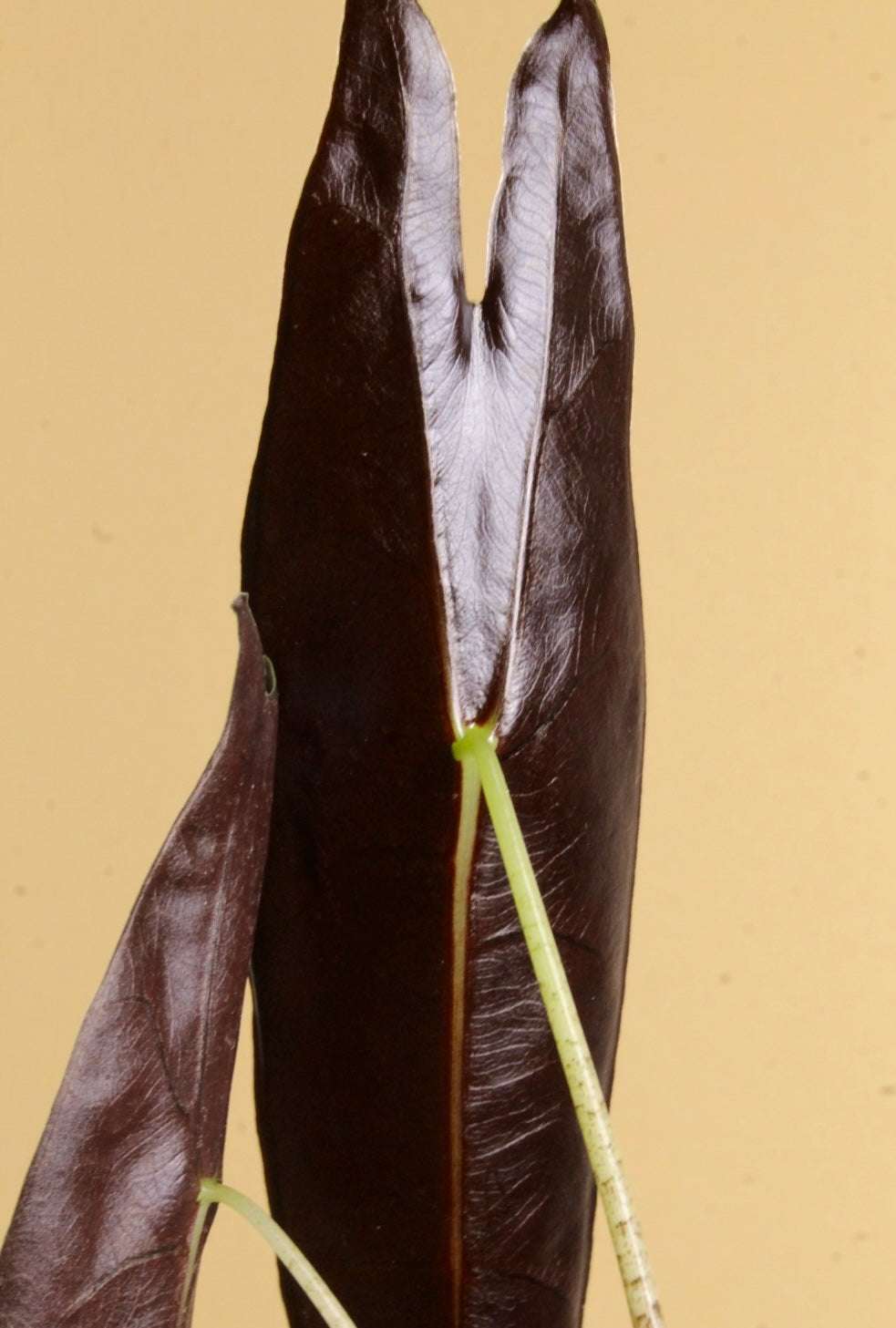Alocasia longiloba 'purple'