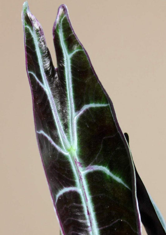 Alocasia longiloba 'purple'