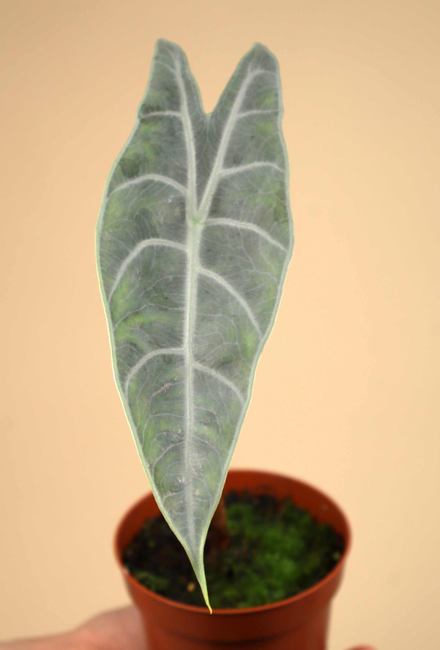 Alocasia longiloba 'Silver'