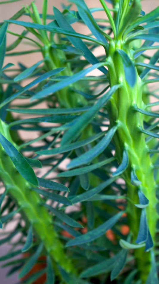 Euphorbia loricata