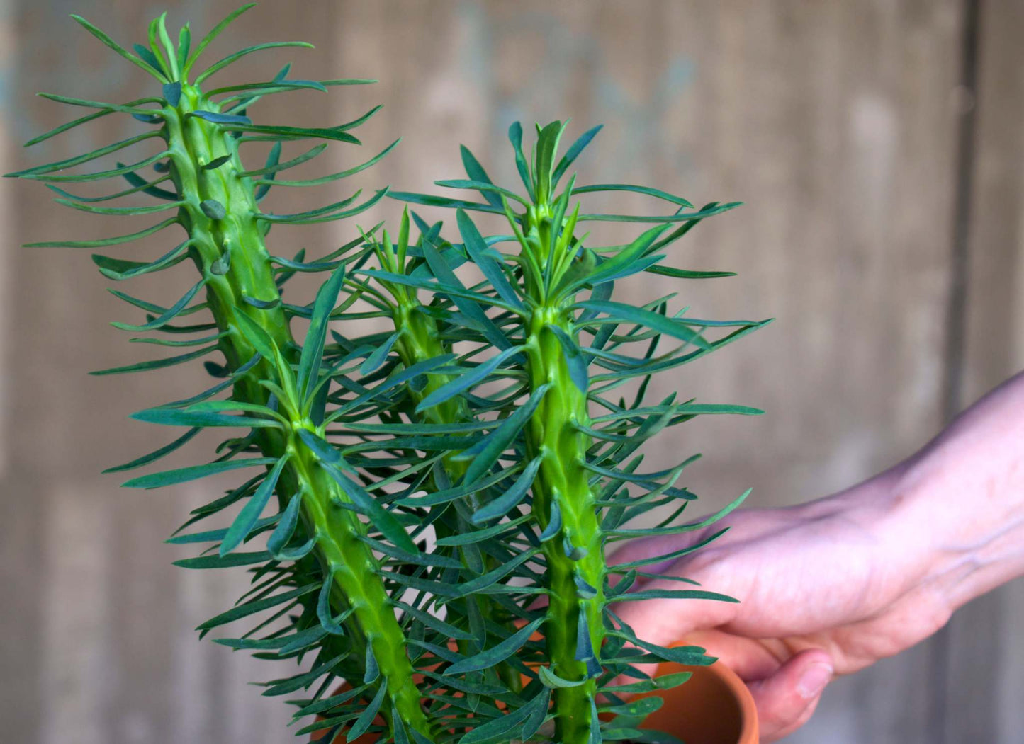Euphorbia loricata