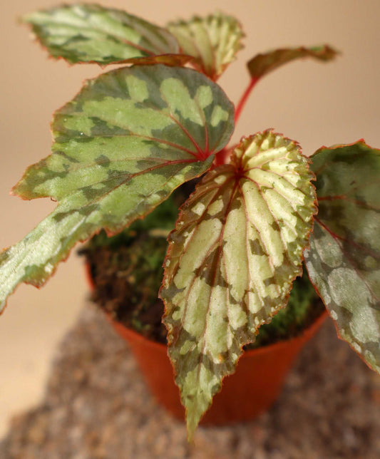 Begonia 'Lucifer'