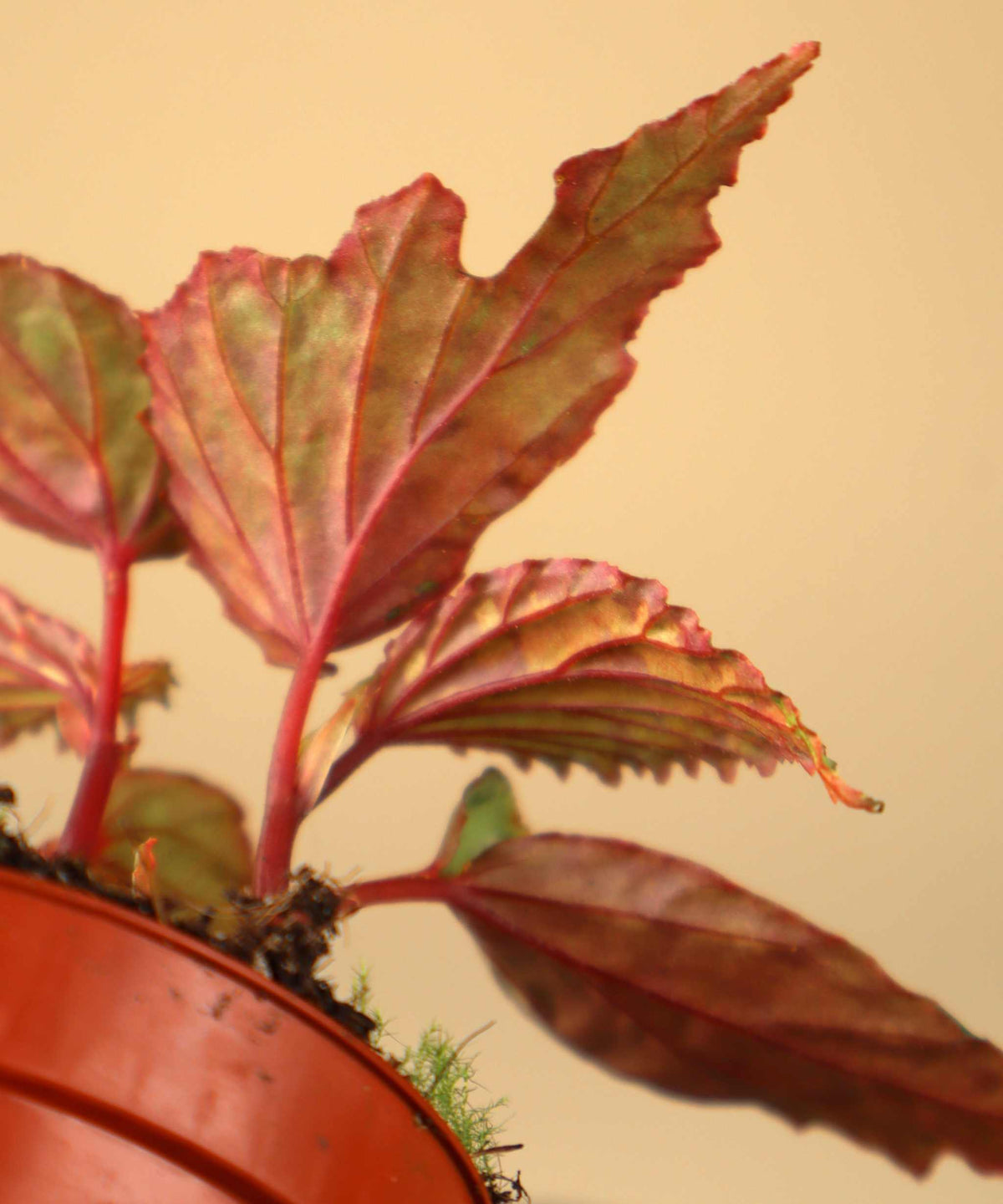 Begonia 'Lucifer'