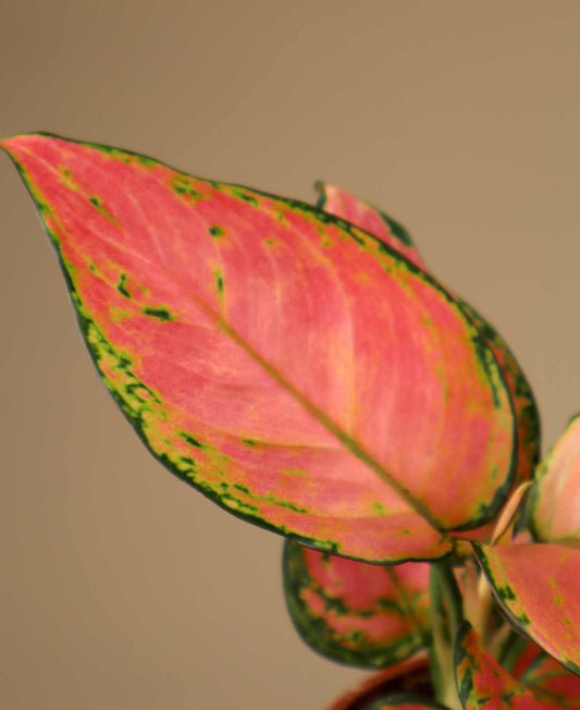 Aglaonema commutatum 'Lucky Red'