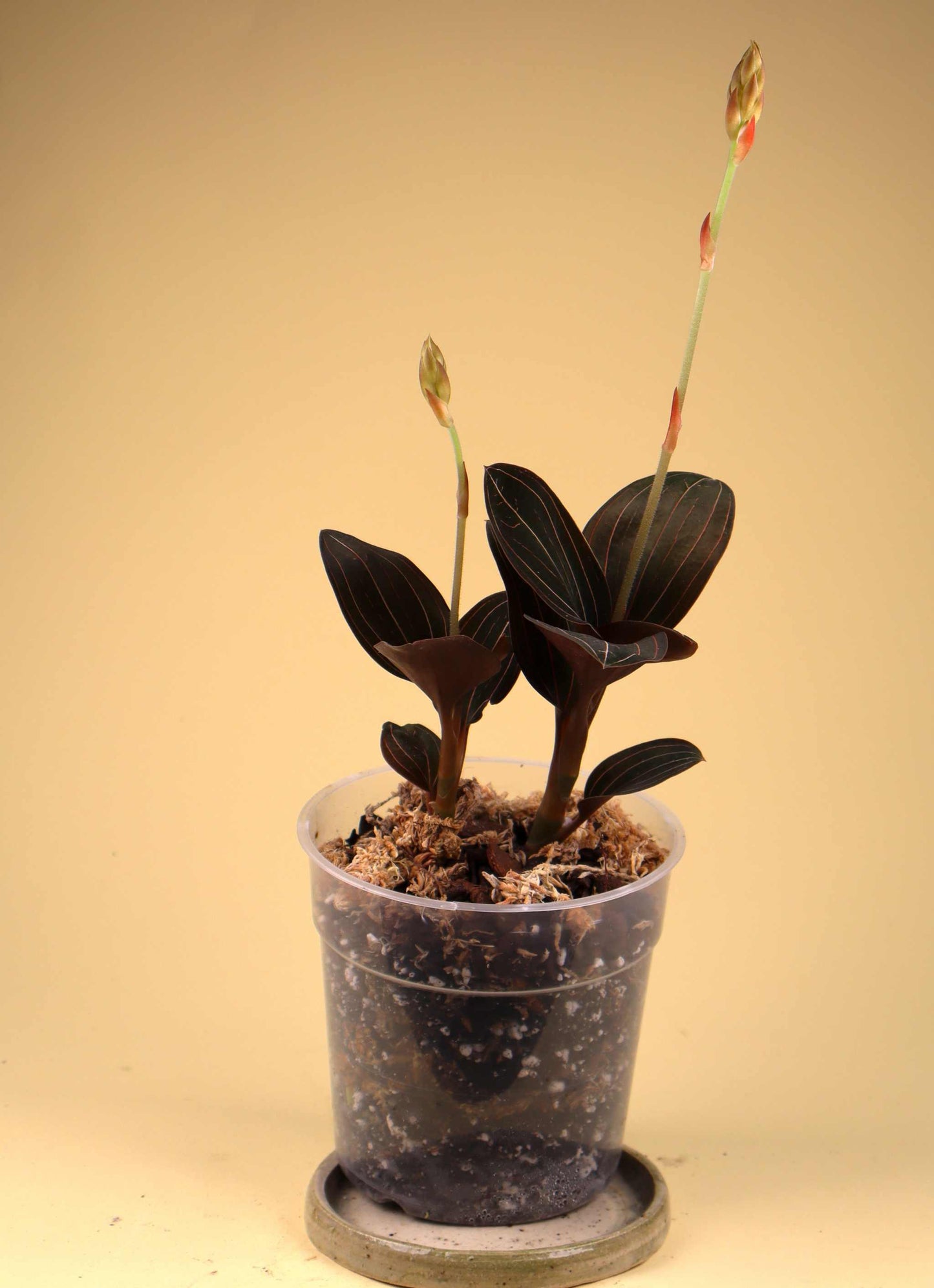 Ludisia discolor 'Juvelorkidé'