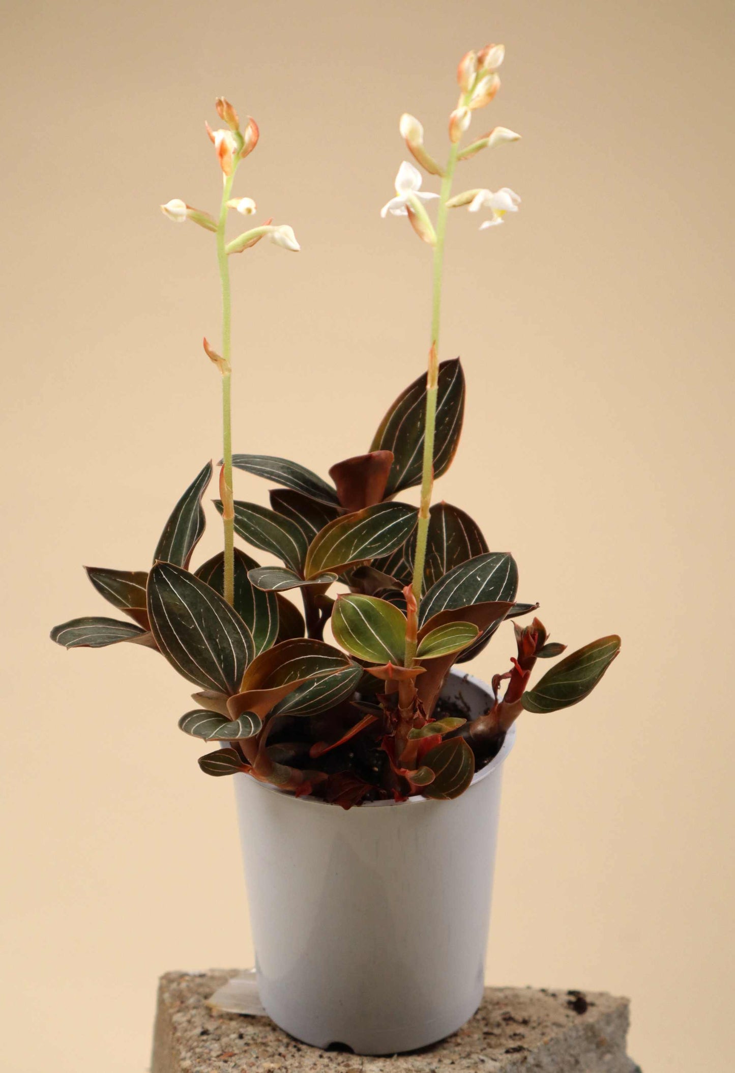 Ludisia discolor 'Juvelorkidé'