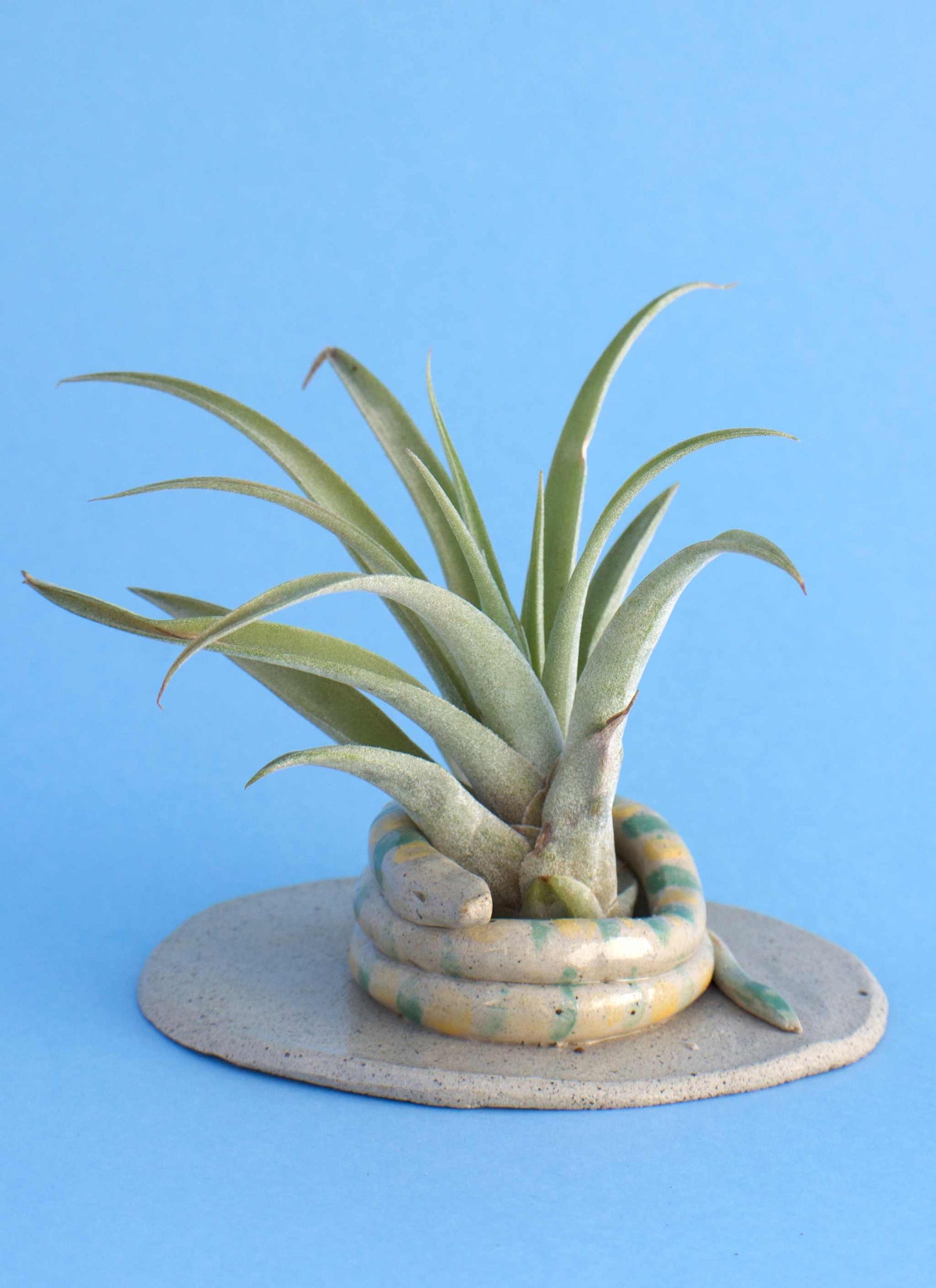 Tillandsia capitata