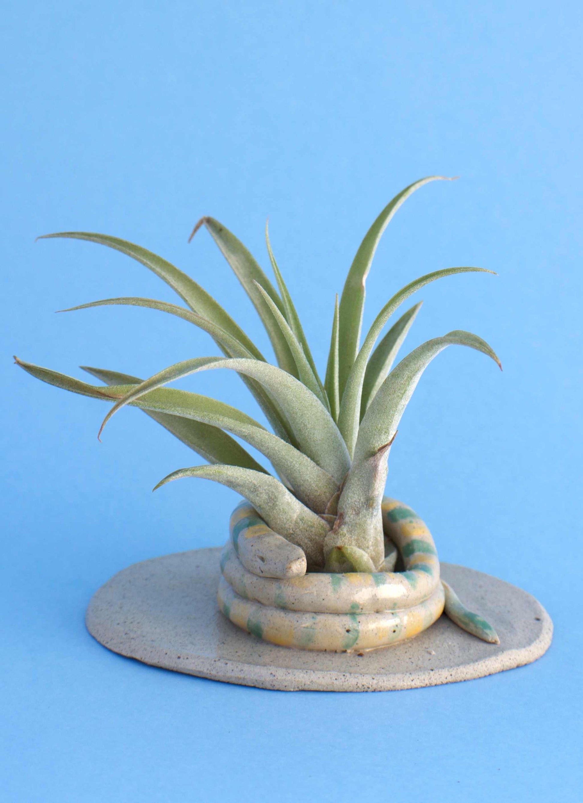 Tillandsia capitata