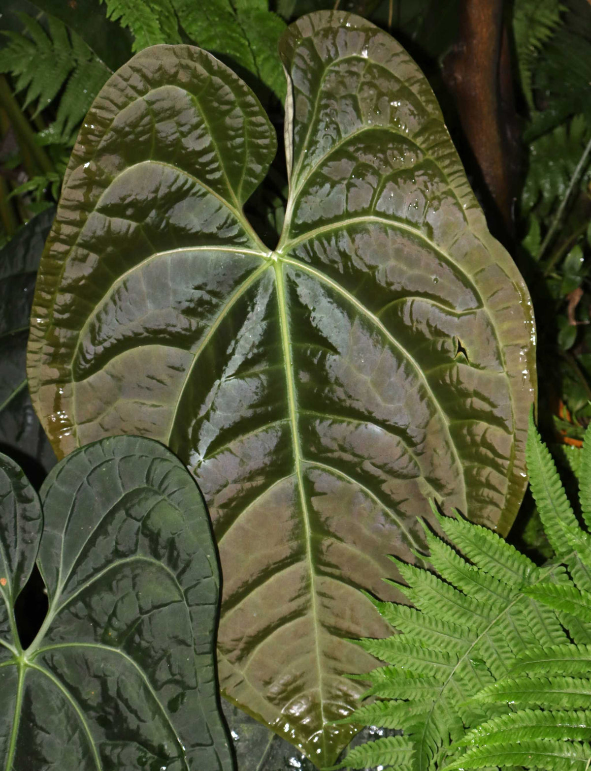Anthurium luxurians