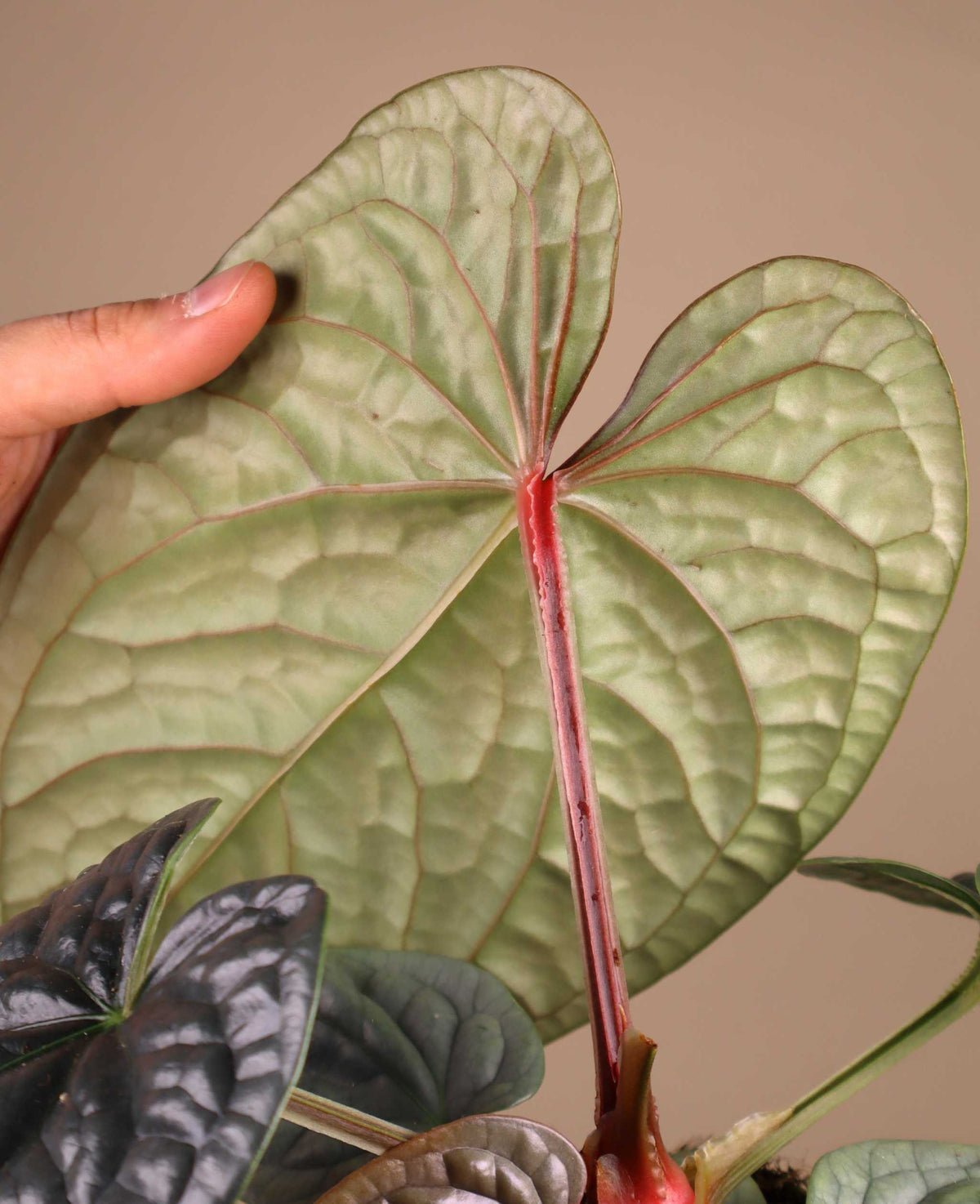 Anthurium luxurians
