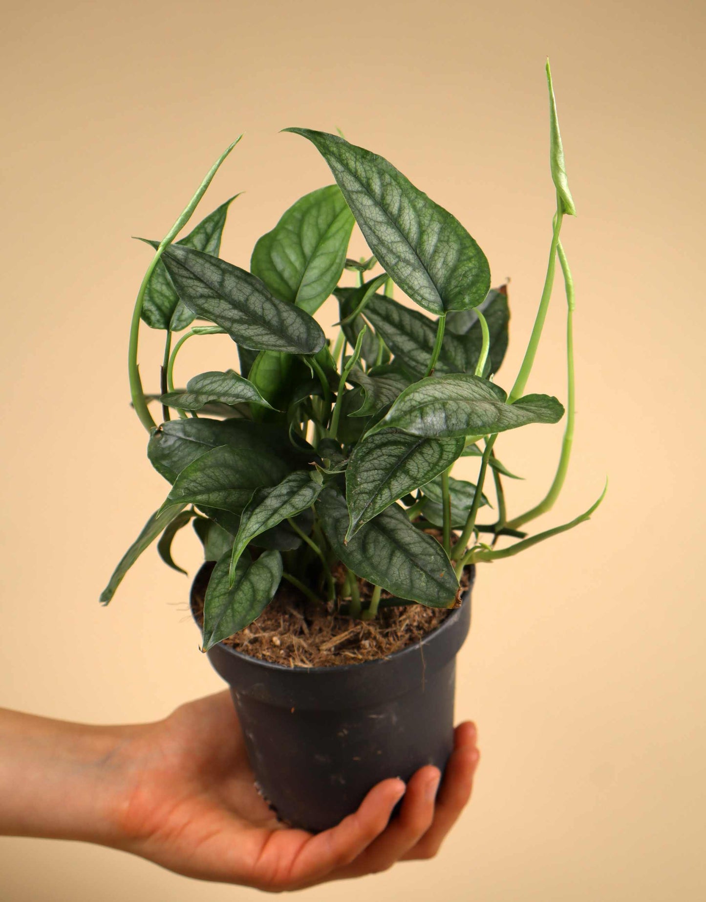 Monstera siltepecana