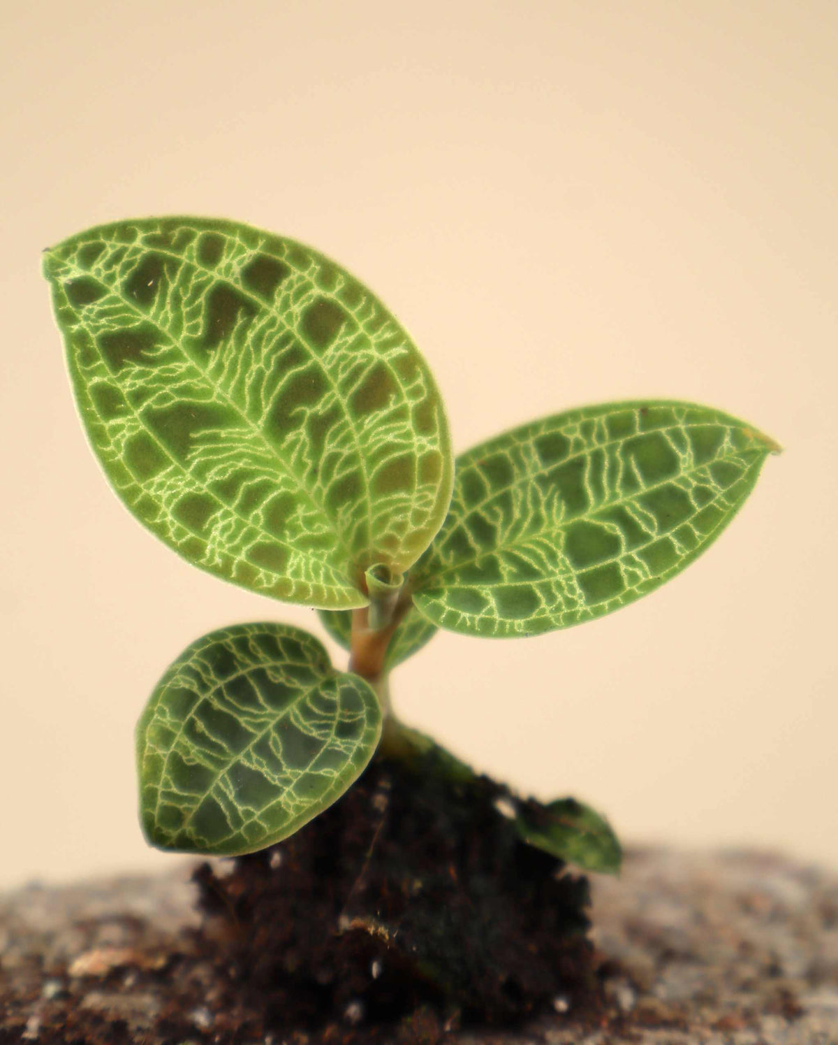 Macodes petola 'Juwelenorchidee'