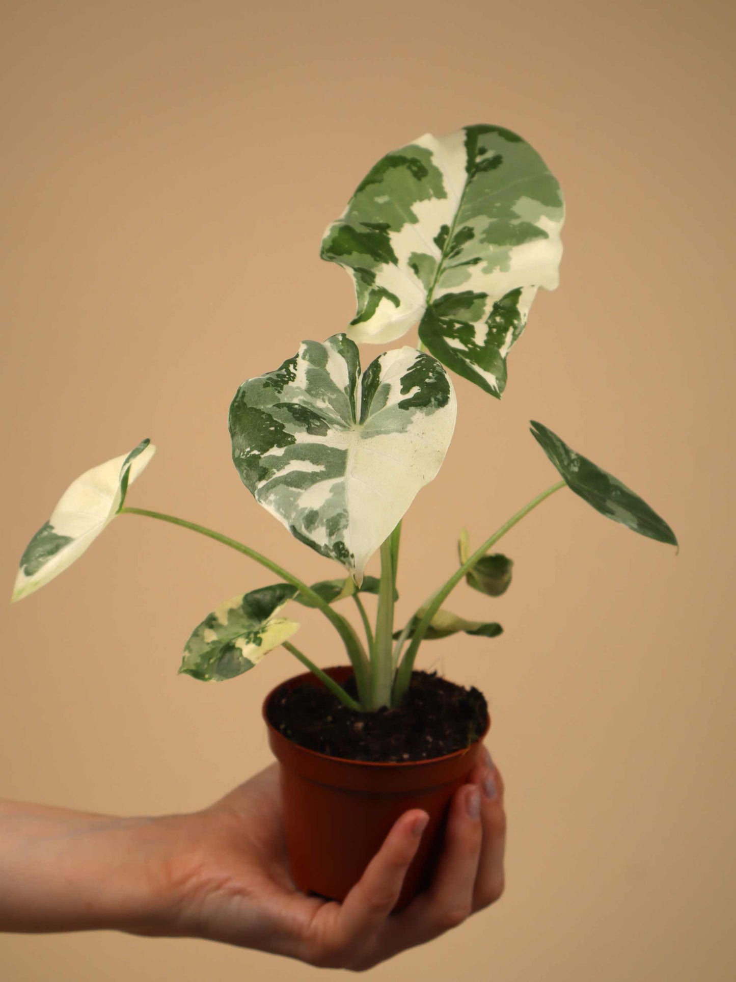 Alocasia macrorrhizos albo variegata