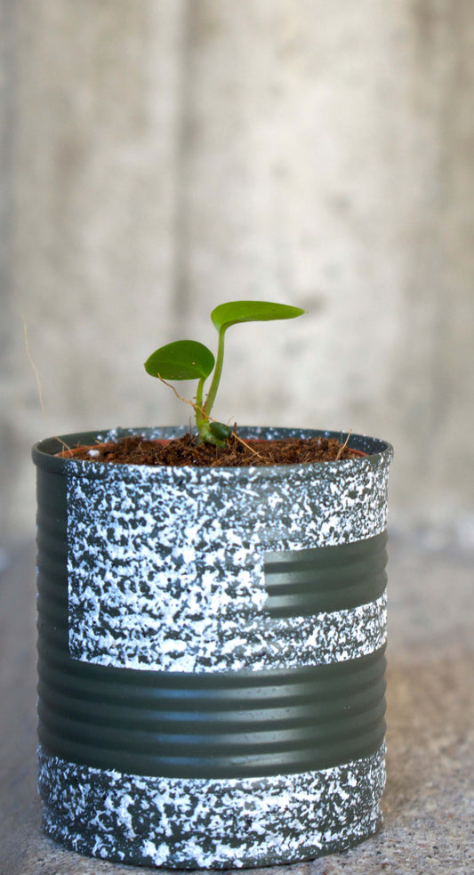 Anthurium Besseae aff X Magnificum