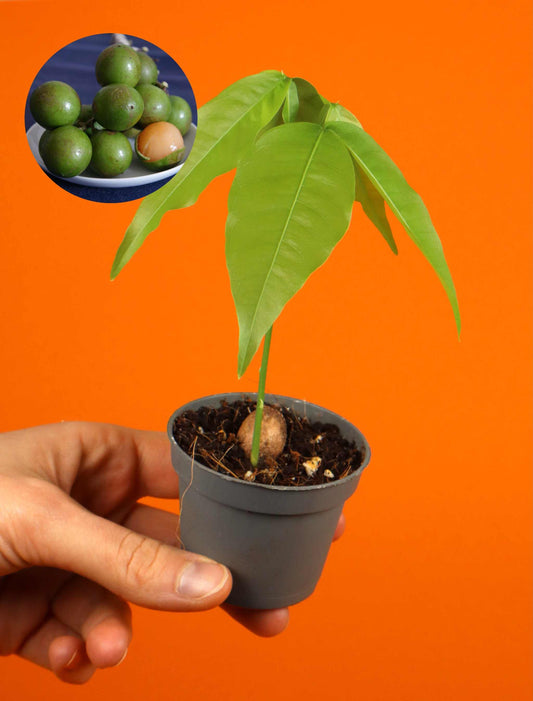 Mamoncillo (Melicoccus bijugatus)