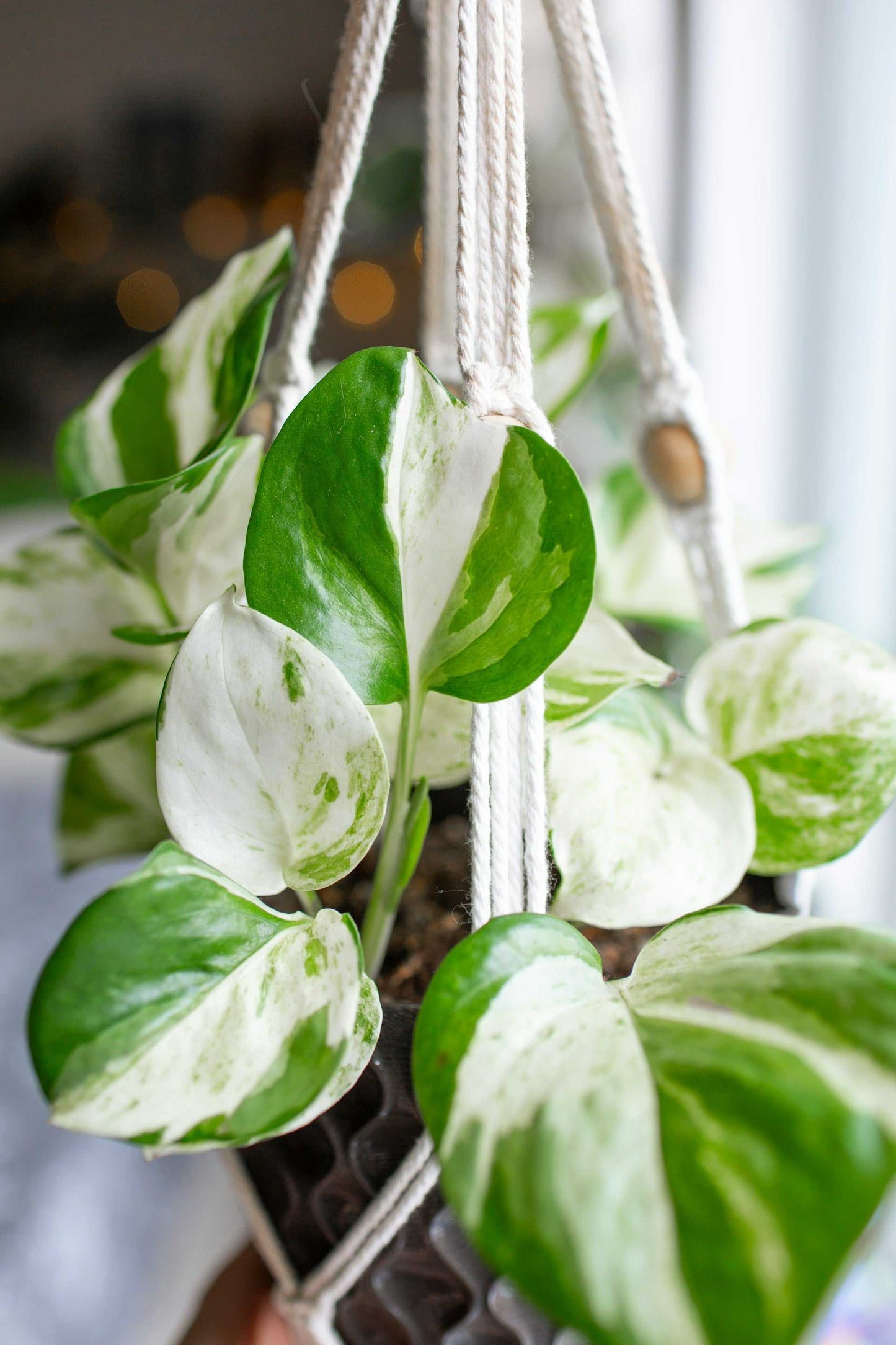 Epipremnum aureum 'Manjula'