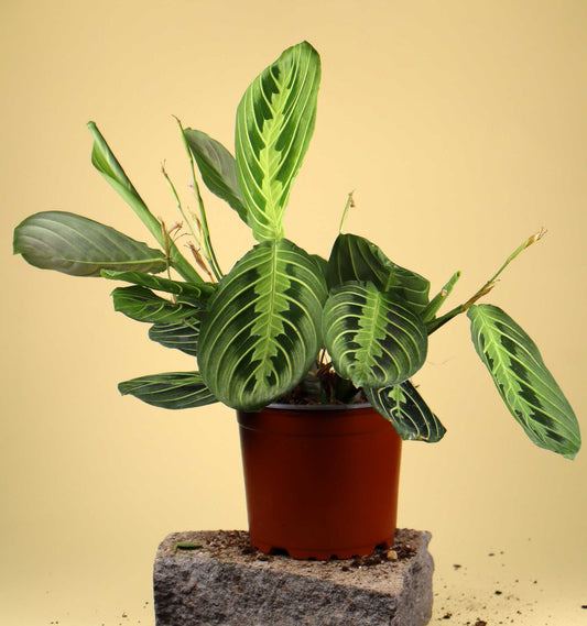 Maranta leuconeura ’Lemon Lime’