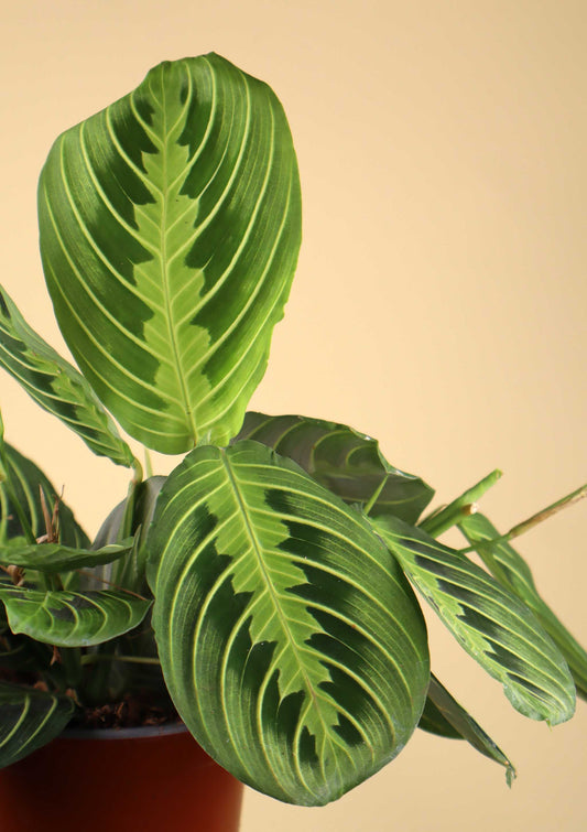 Maranta leuconeura ’Lemon Lime’
