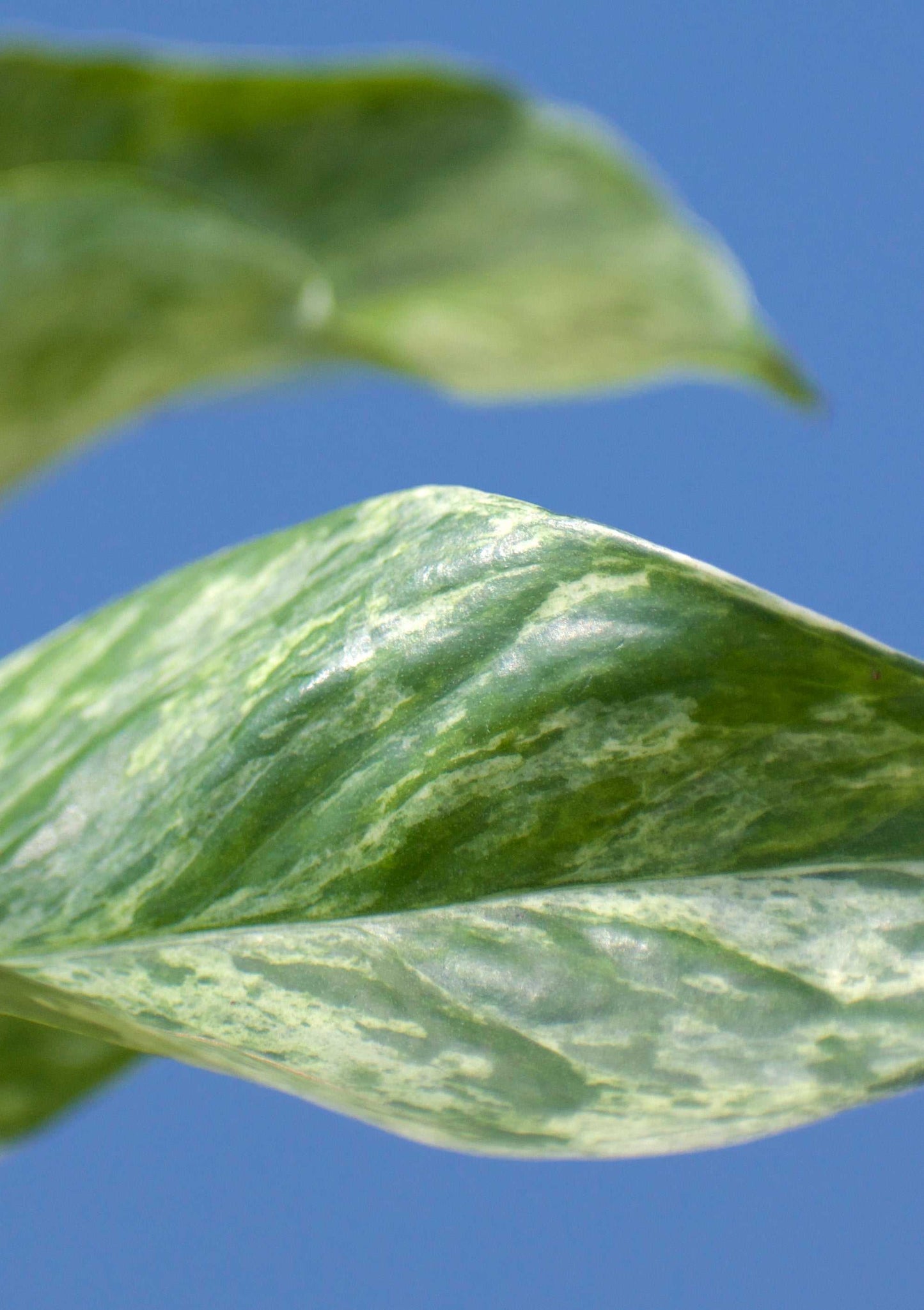 Epipremnum pinnatum 'Marble Queen'