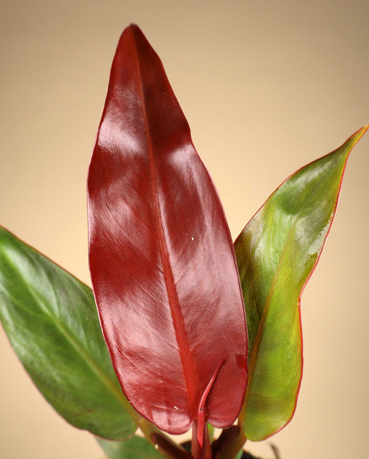 Philodendron McColley's Finale