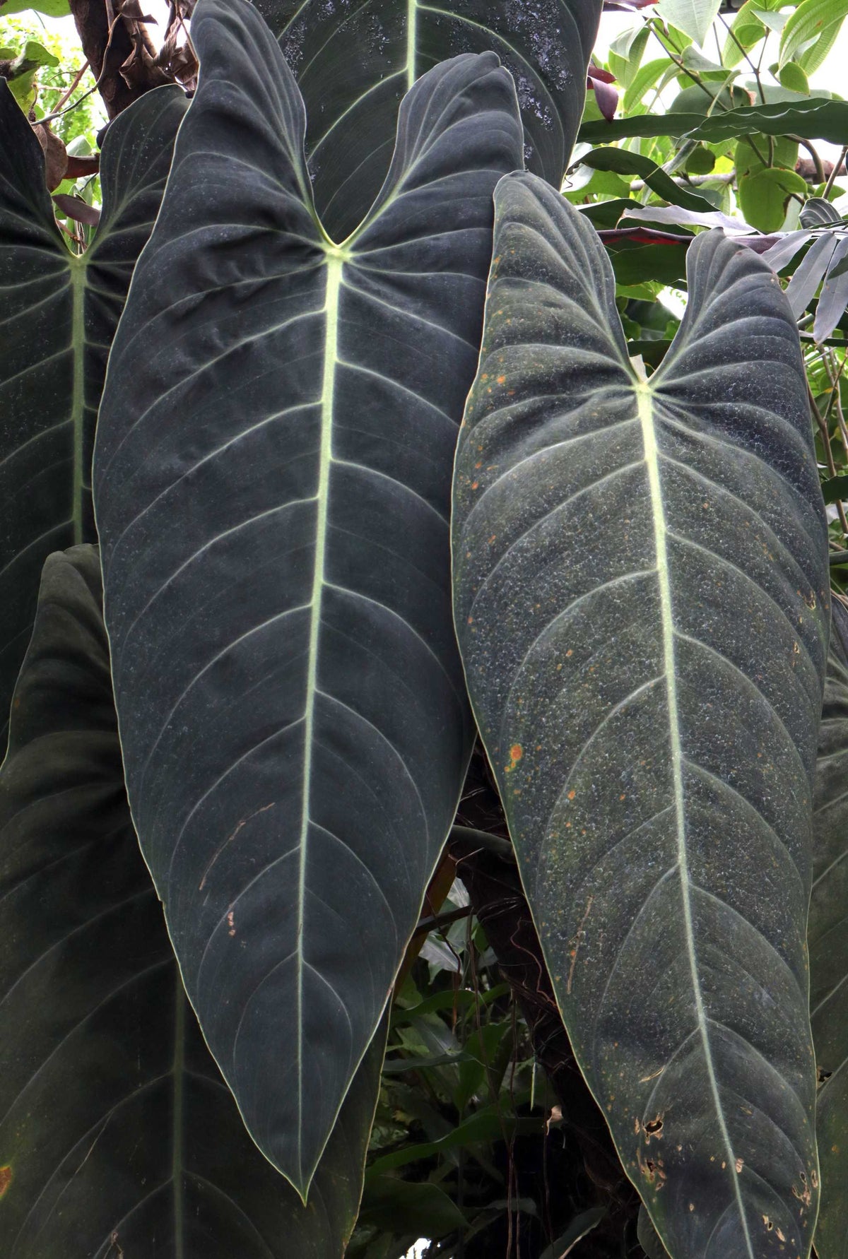 Philodendron melanochrysum