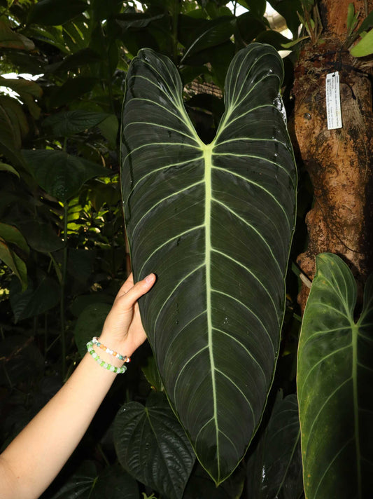 Philodendron melanochrysum