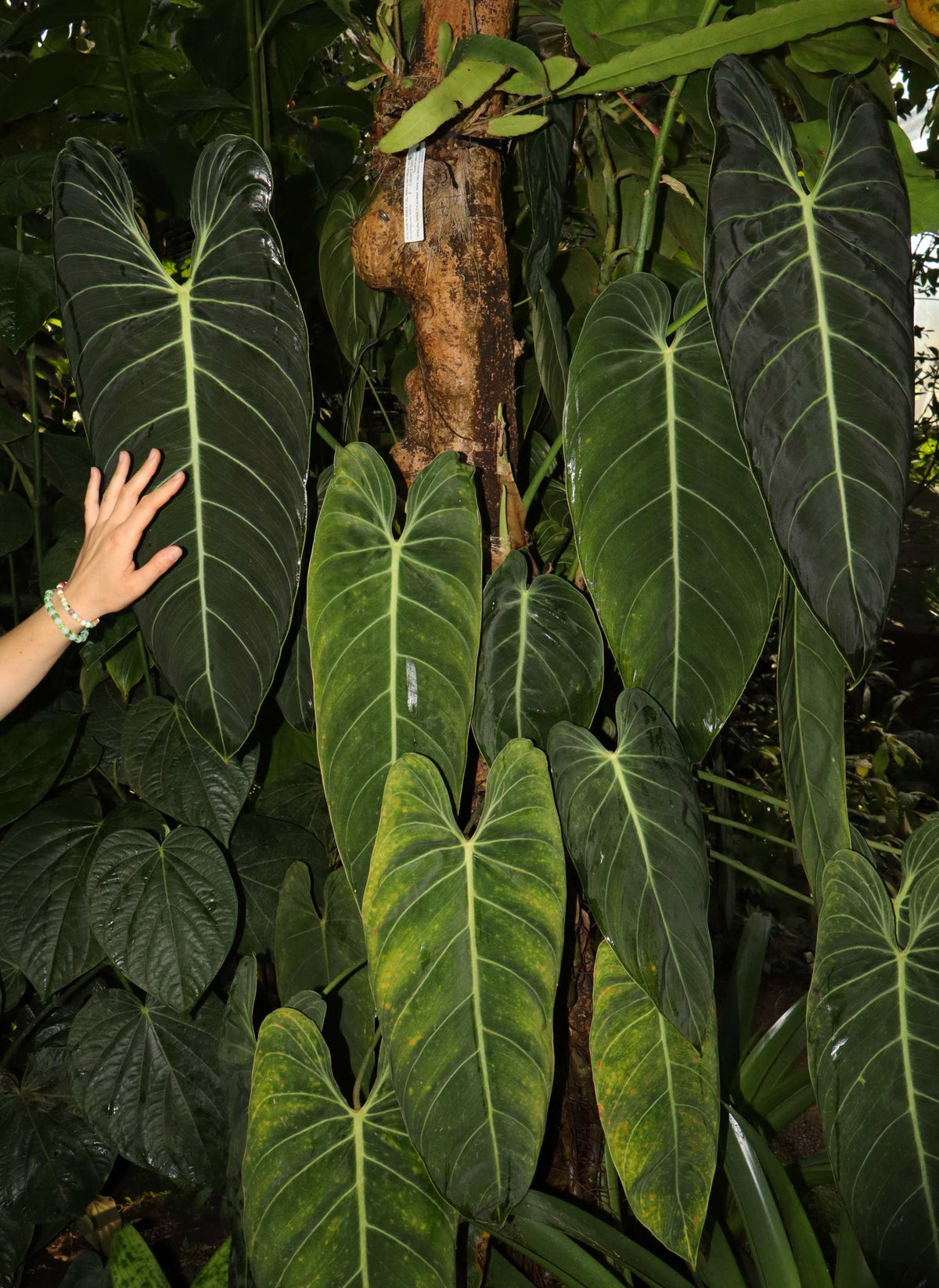 Philodendron melanochrysum