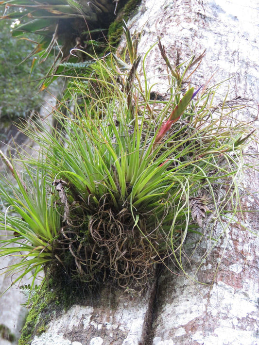 Tillandsia tricolor var melanocrater