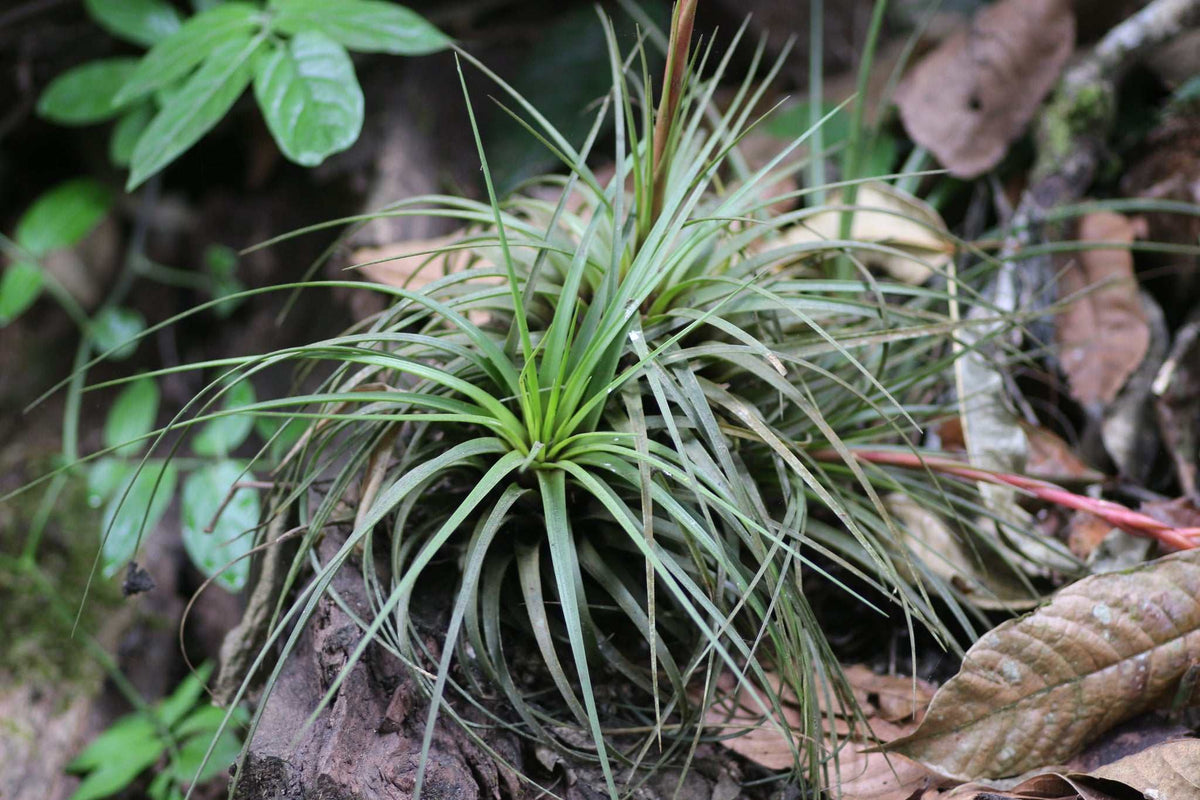 Tillandsia tricolor var. melanocrater