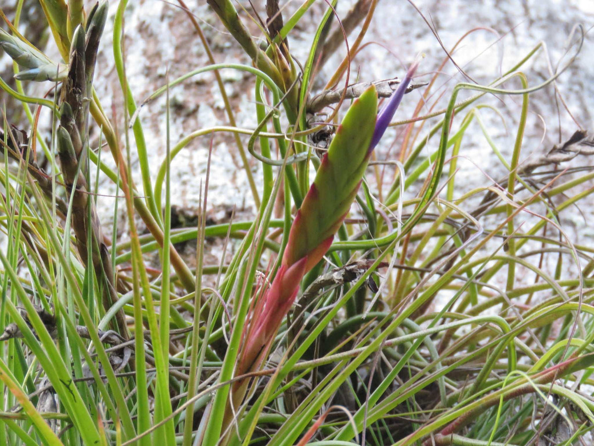 Tillandsia tricolor var. melanocrater
