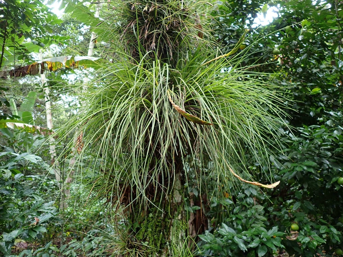 Tillandsia tricolor var. melanocrater