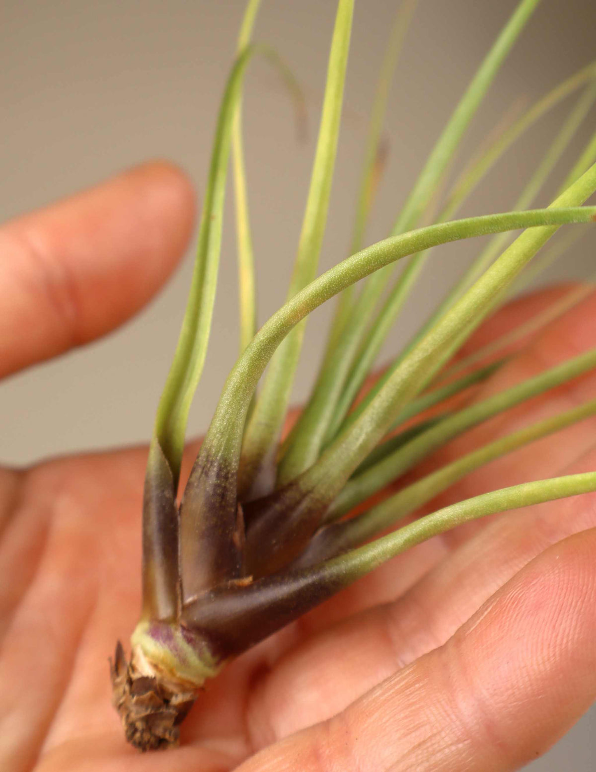 Tillandsia tricolor var. melanocrater