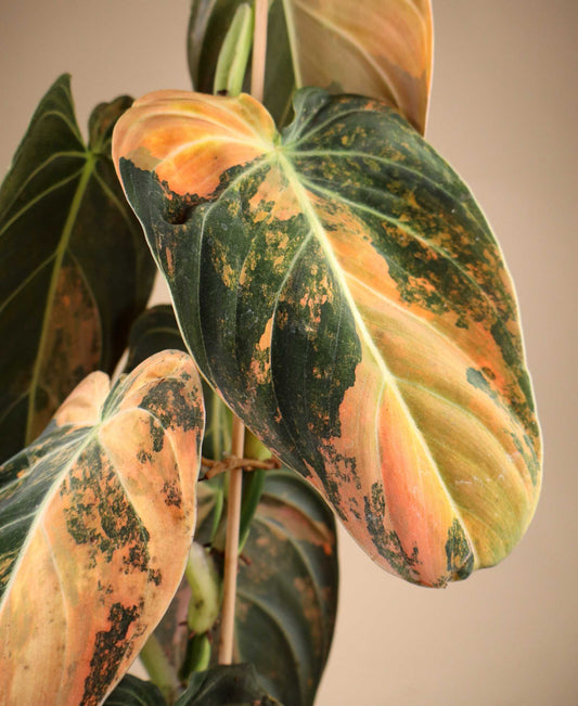 Philodendron melanochrysum Pink Variegata