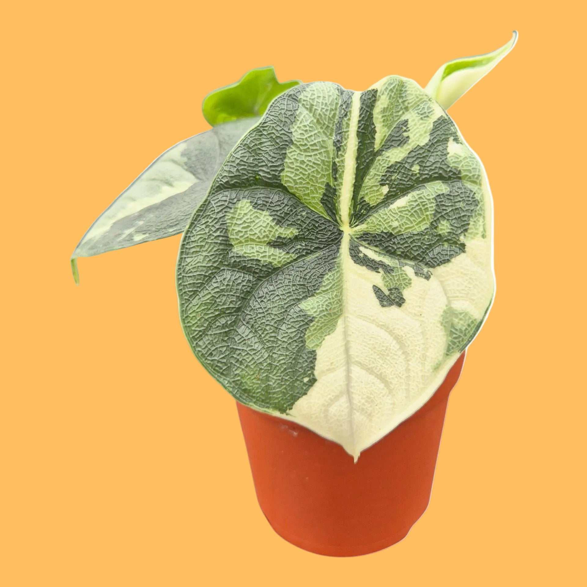 Alocasia melo Albo Variegata