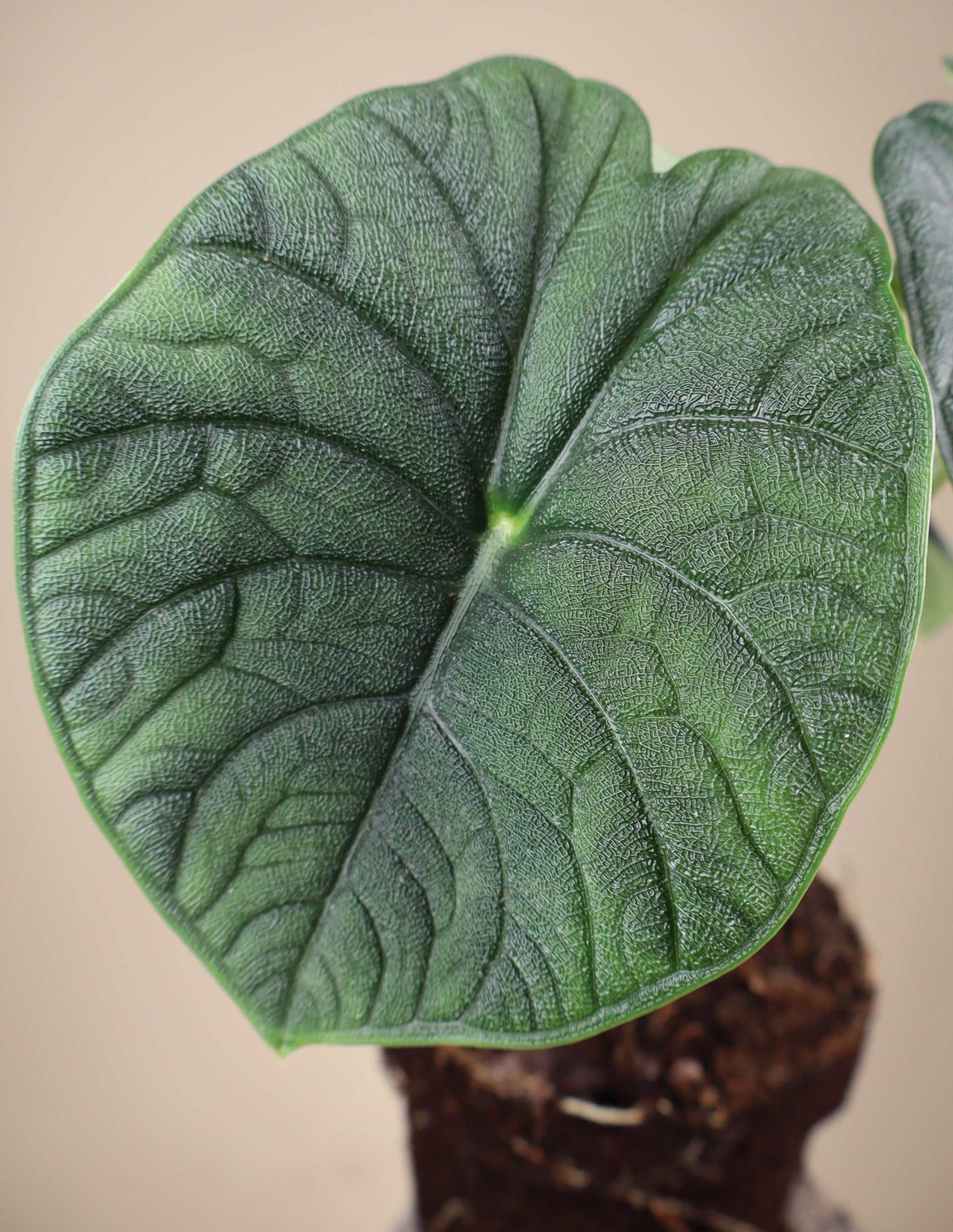 Alocasia melo